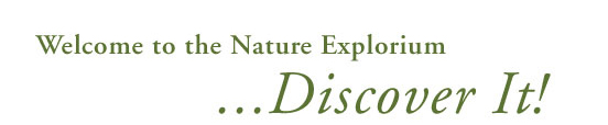 discover